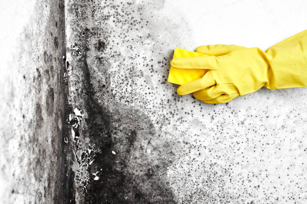 Home Mold Removal in Columbus Grove, OH