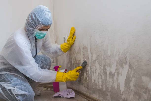 Best Mold Cleaning Services  in Columbus Grove, OH