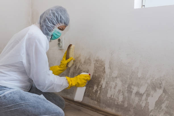 Best Mold Cleaning Services  in Columbus Grove, OH