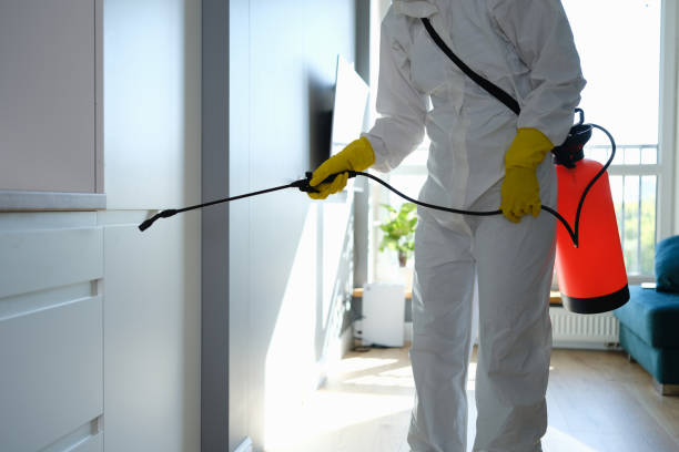 Best Same-Day Mold Removal  in Columbus Grove, OH