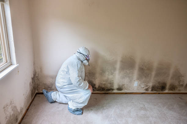 Best Residential Mold Removal  in Columbus Grove, OH