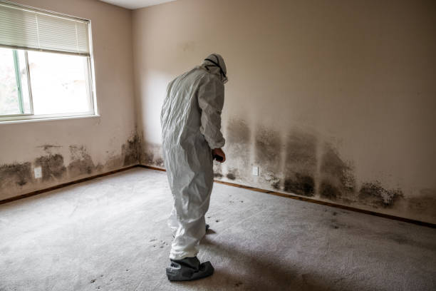 Best Crawl Space Mold Removal  in Columbus Grove, OH