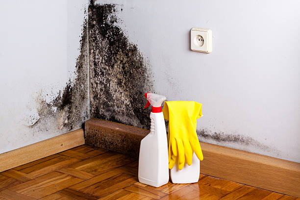 Best Office Mold Removal Services  in Columbus Grove, OH