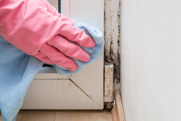 Best Commercial Mold Removal  in Columbus Grove, OH