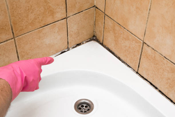 Best Black Mold Removal  in Columbus Grove, OH